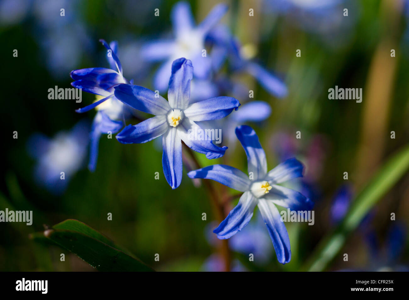 Blue Star Hyacinth flowers in Spring Stock Photo - Alamy