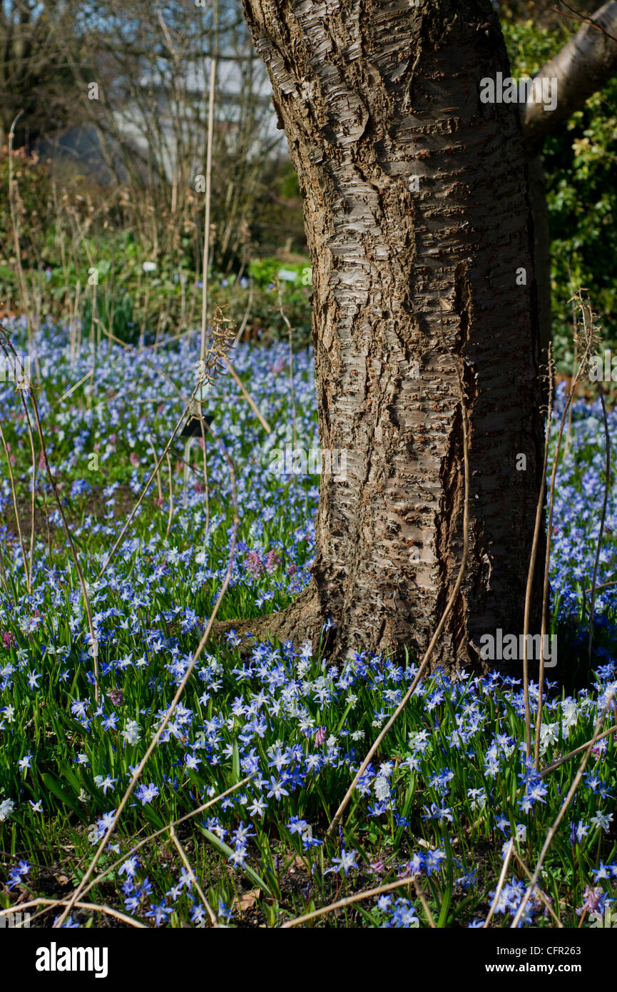 Japanese Cherry tree trunk surrounded by star Hyacinths Stock Photo
