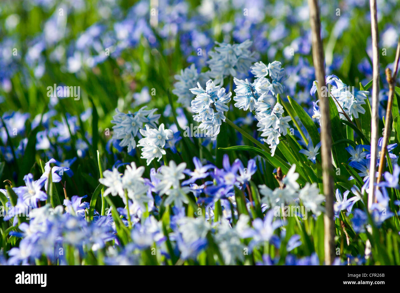 Field of star Hyacinths in early Spring Stock Photo - Alamy