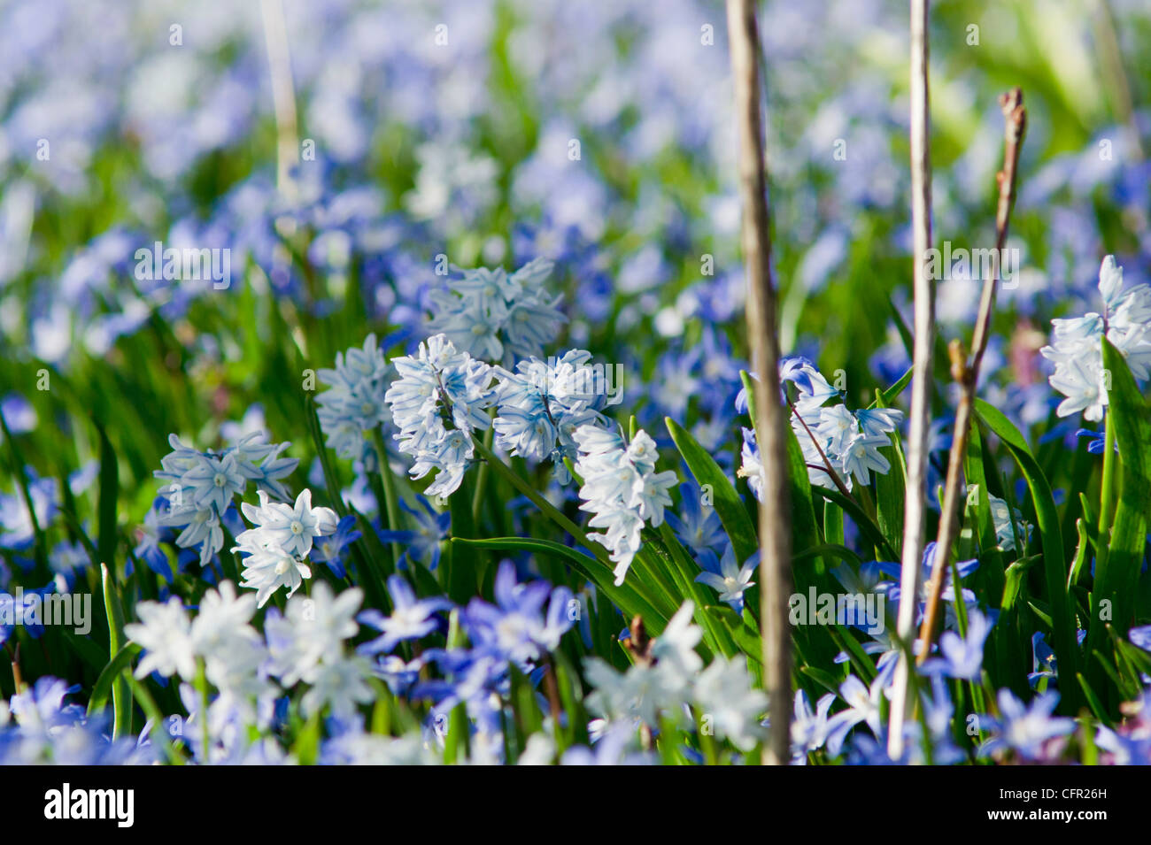 Field of star Hyacinths in early Spring Stock Photo