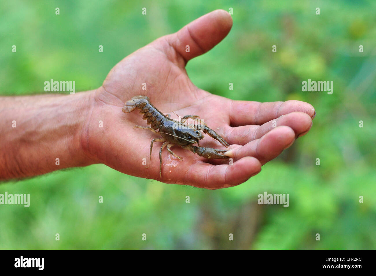Pallipes hires stock photography and images Alamy