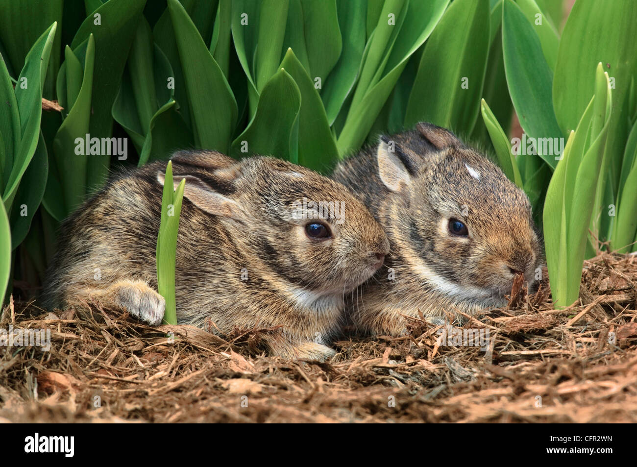 Eastern Cottontail bunnies (Sylvilagus floridanus) first day out of