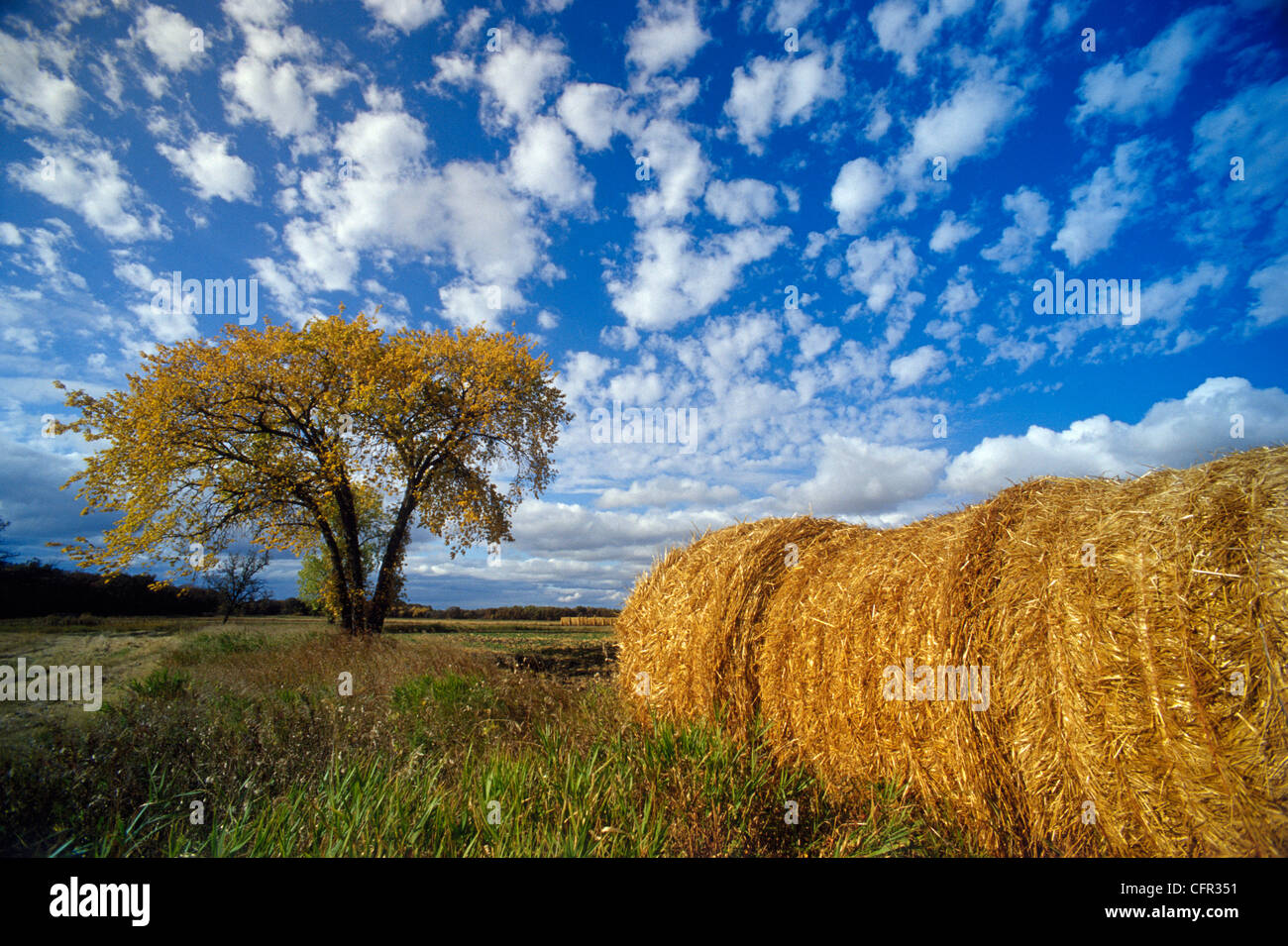 Field and Straw Rolls, St. Adolphe, Manitoba Stock Photo