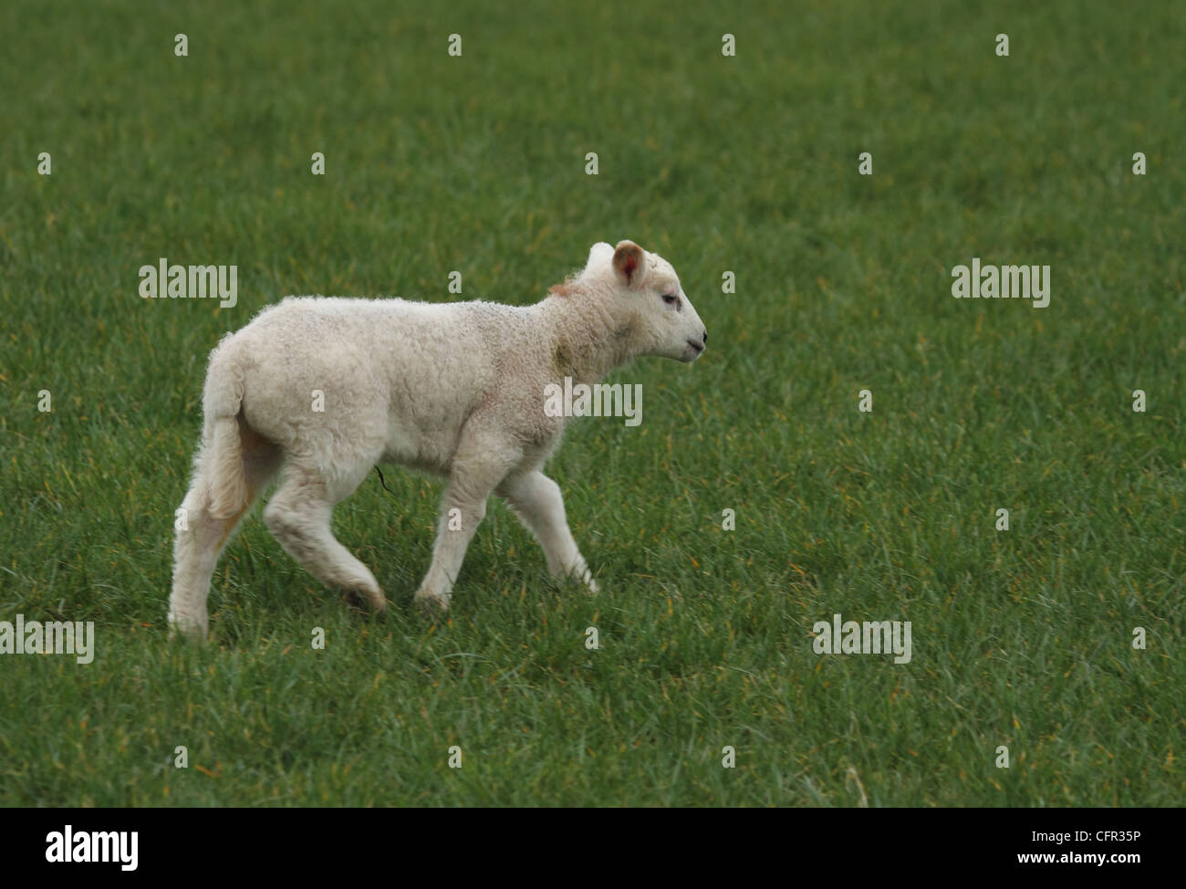 spring lamb in field isolated Stock Photo Alamy