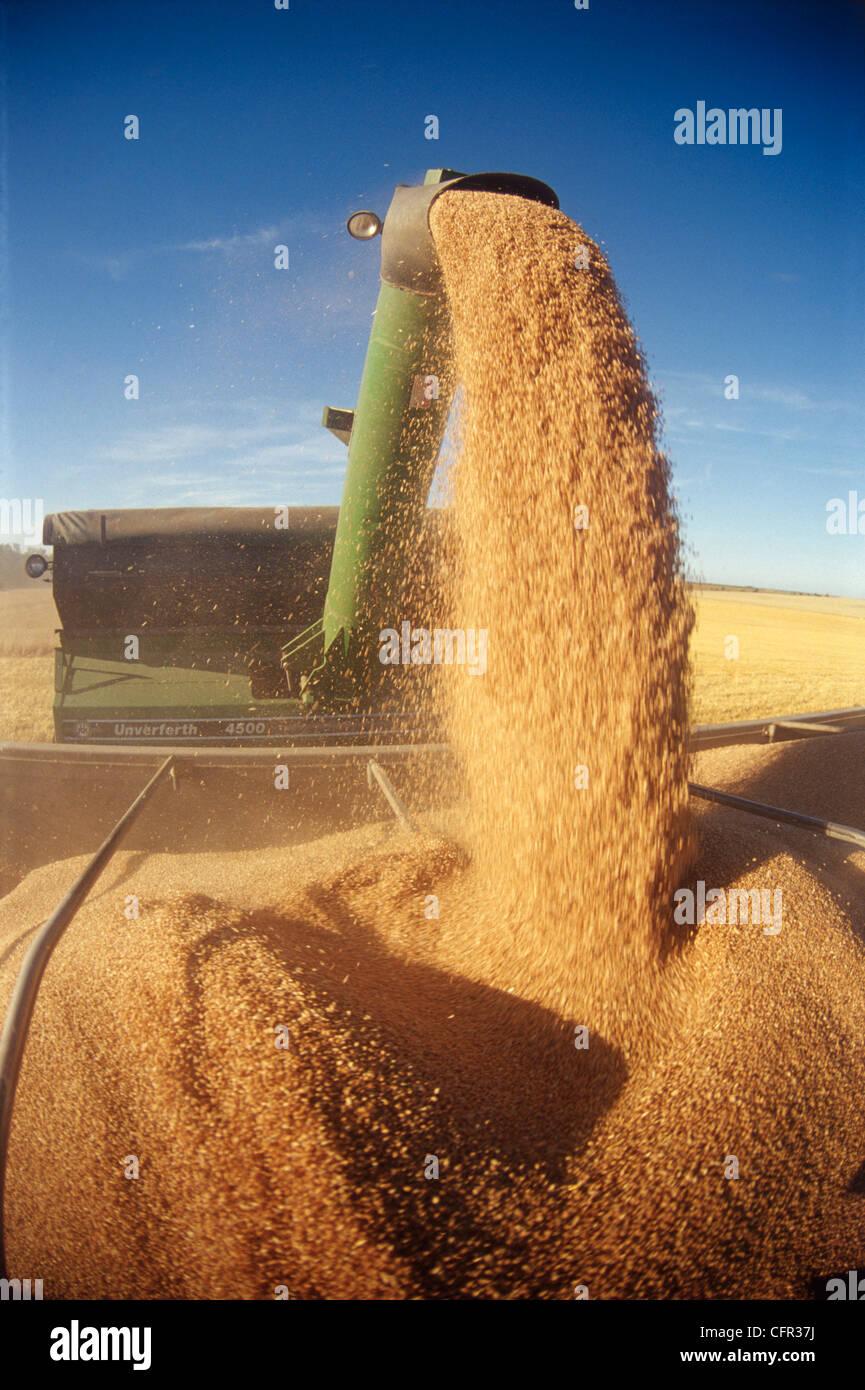 Grain Wagon Loading a Farm Truck, Tiger Hills, Manitoba Stock Photo
