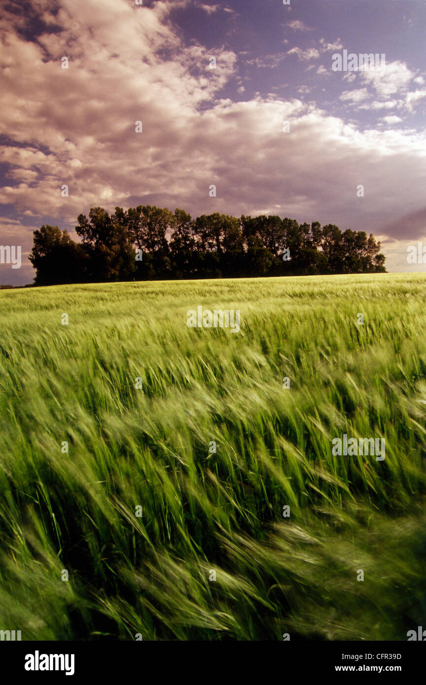 Barley Field, Tiger Hills, Manitoba Stock Photo