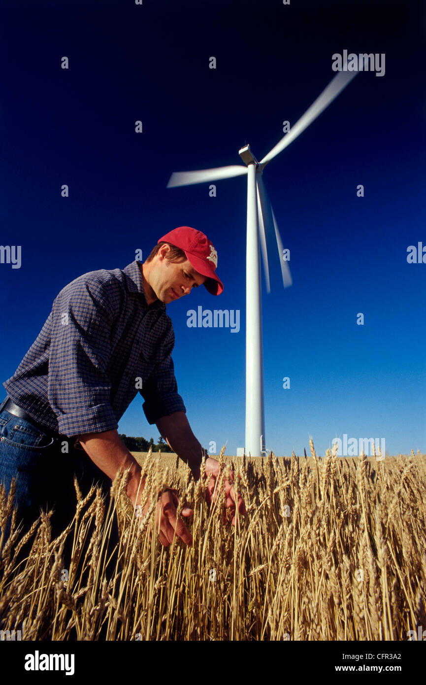 Farmer in Wheat Field near Wind Turbine, St. Leon, Manitoba Stock Photo