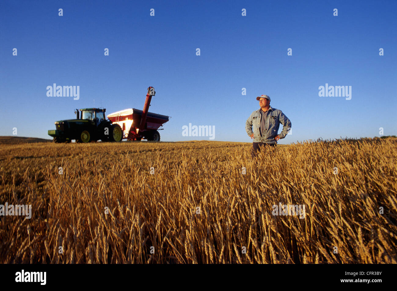 Farmer in Spring Wheat Field, Tiger Hills, Manitoba Stock Photo