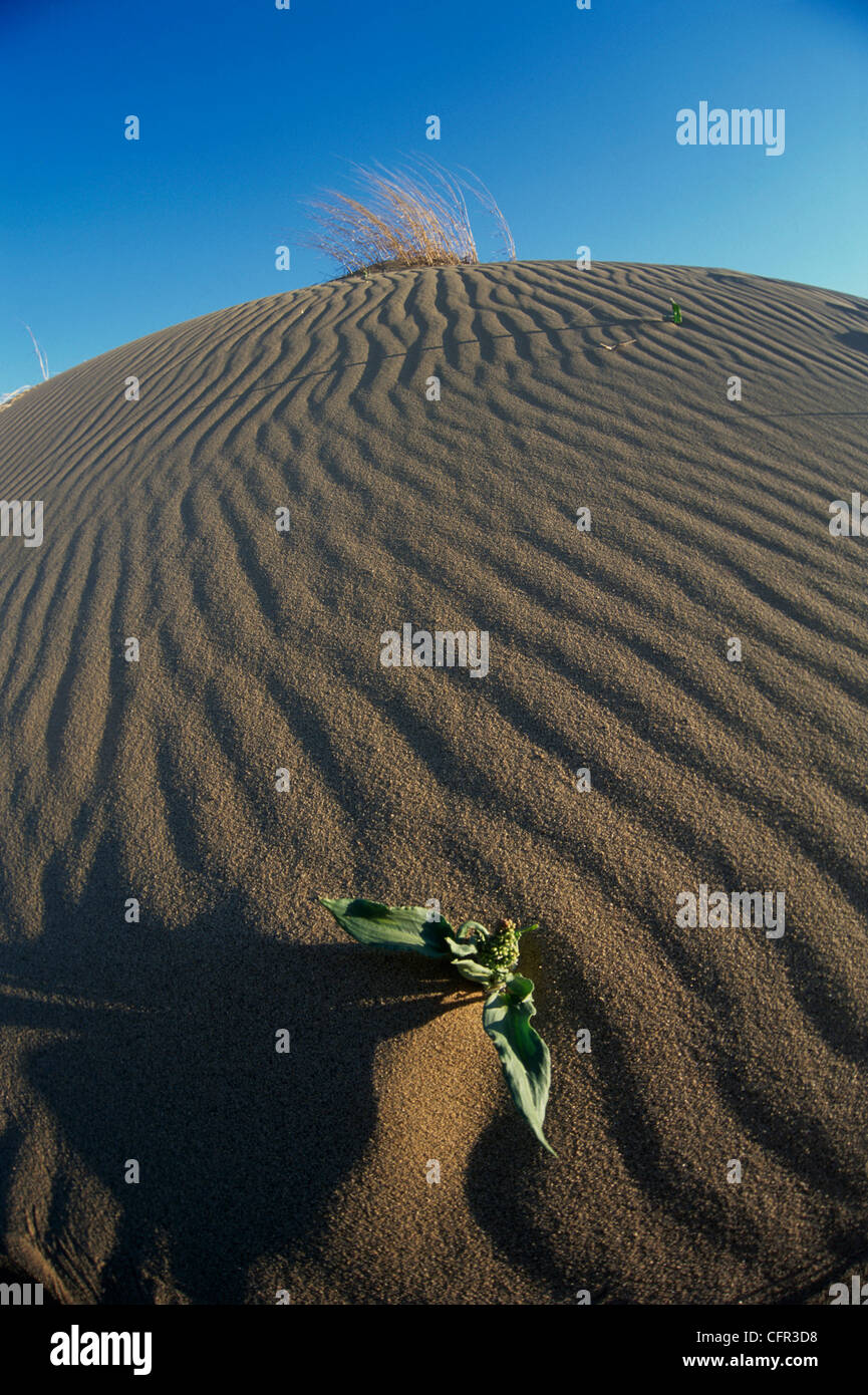 Wildflower in Sand, Spirit Sands, Manitoba Stock Photo
