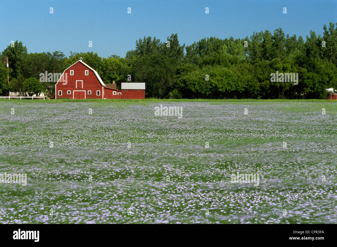 Barn and Flax Field, Grande Pointe, Manitoba Stock Photo