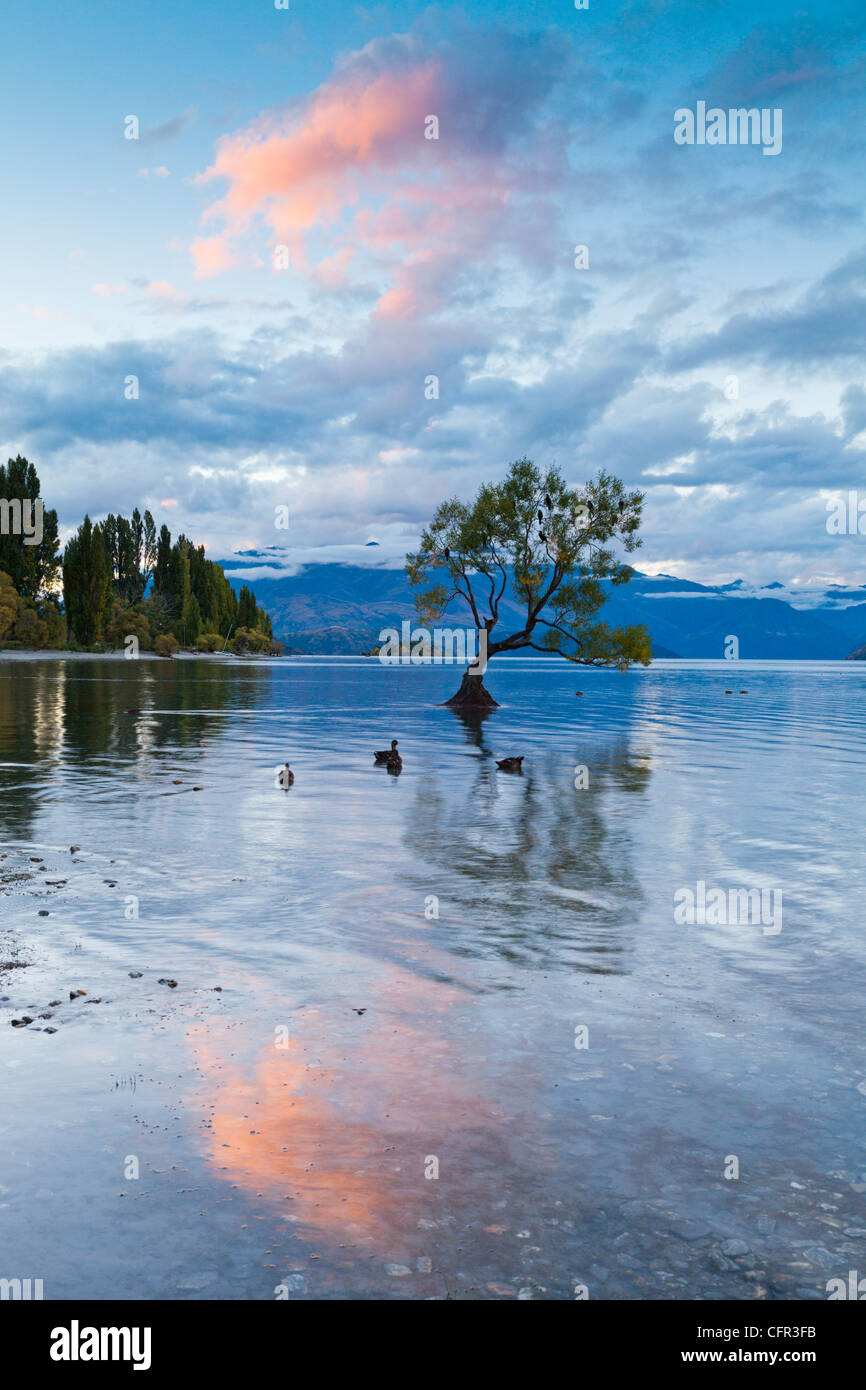 Early evening at Lake Wanaka, Otago, New Zealand. Stock Photo