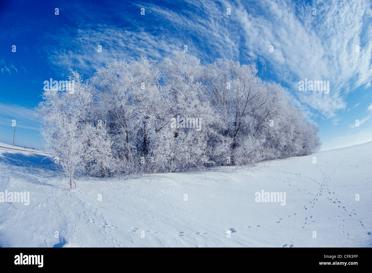 Tree in Winter, Dugald, Manitoba Stock Photo