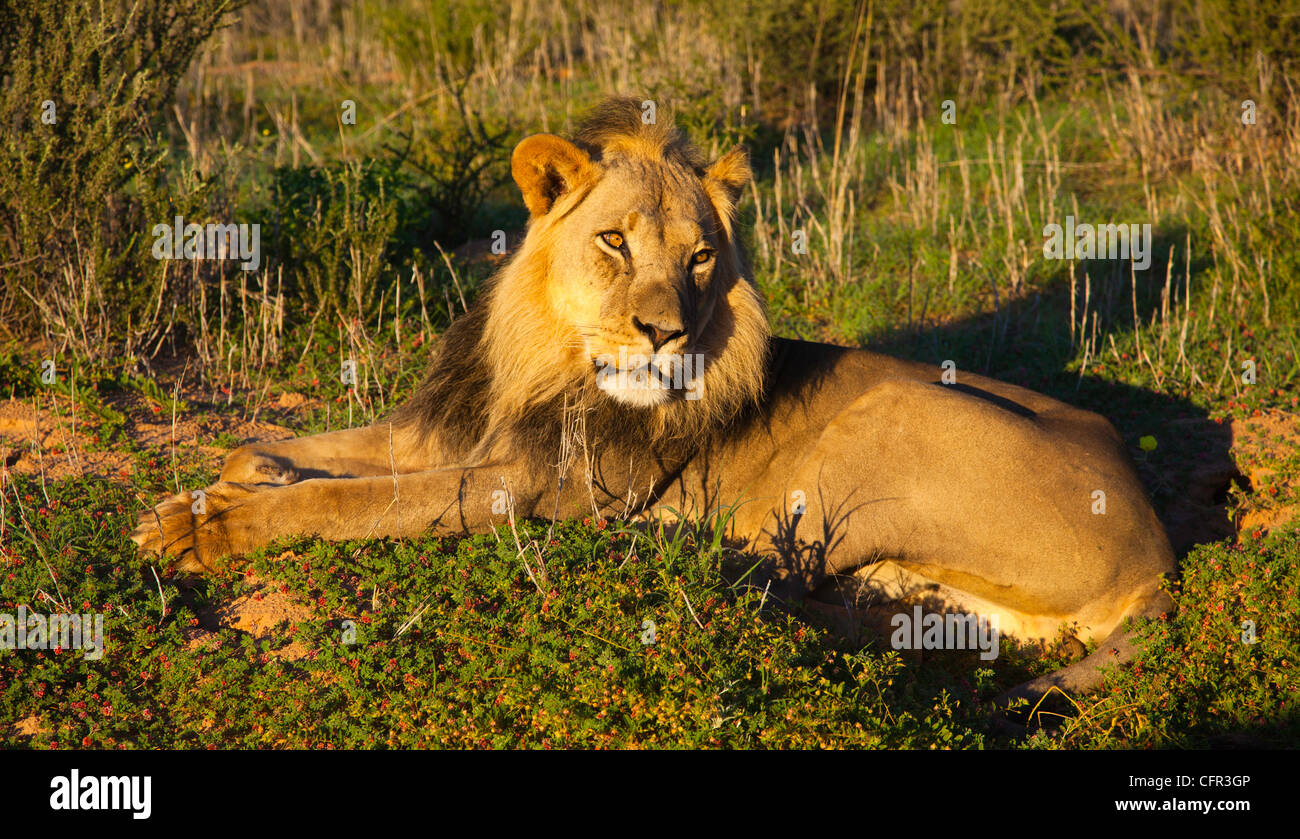 Male lion and sunrise hi-res stock photography and images - Alamy