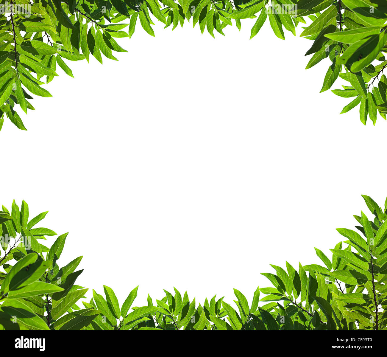 Natural green leaf frame Stock Photo