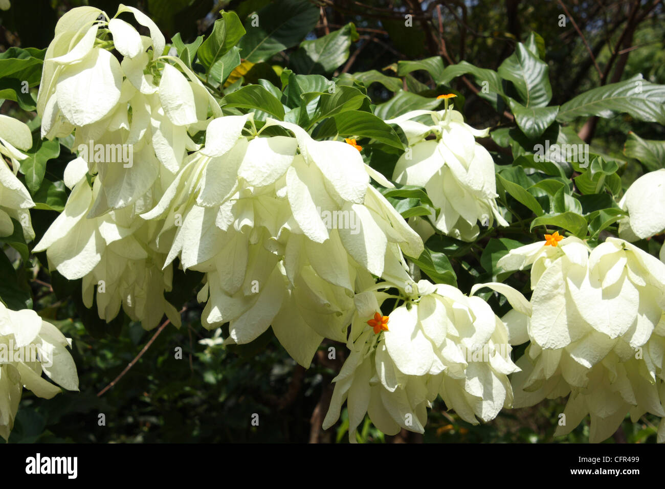 White Mussaenda at Andromeda Gardens in Barbados Stock Photo