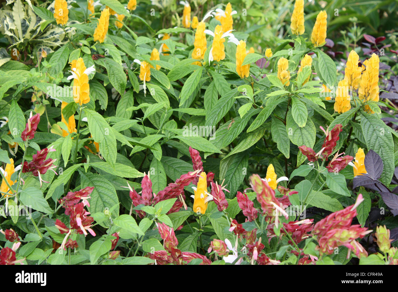 Yellow and Red Shrimp flowers at Andromeda Gardens in Barbados Stock ...