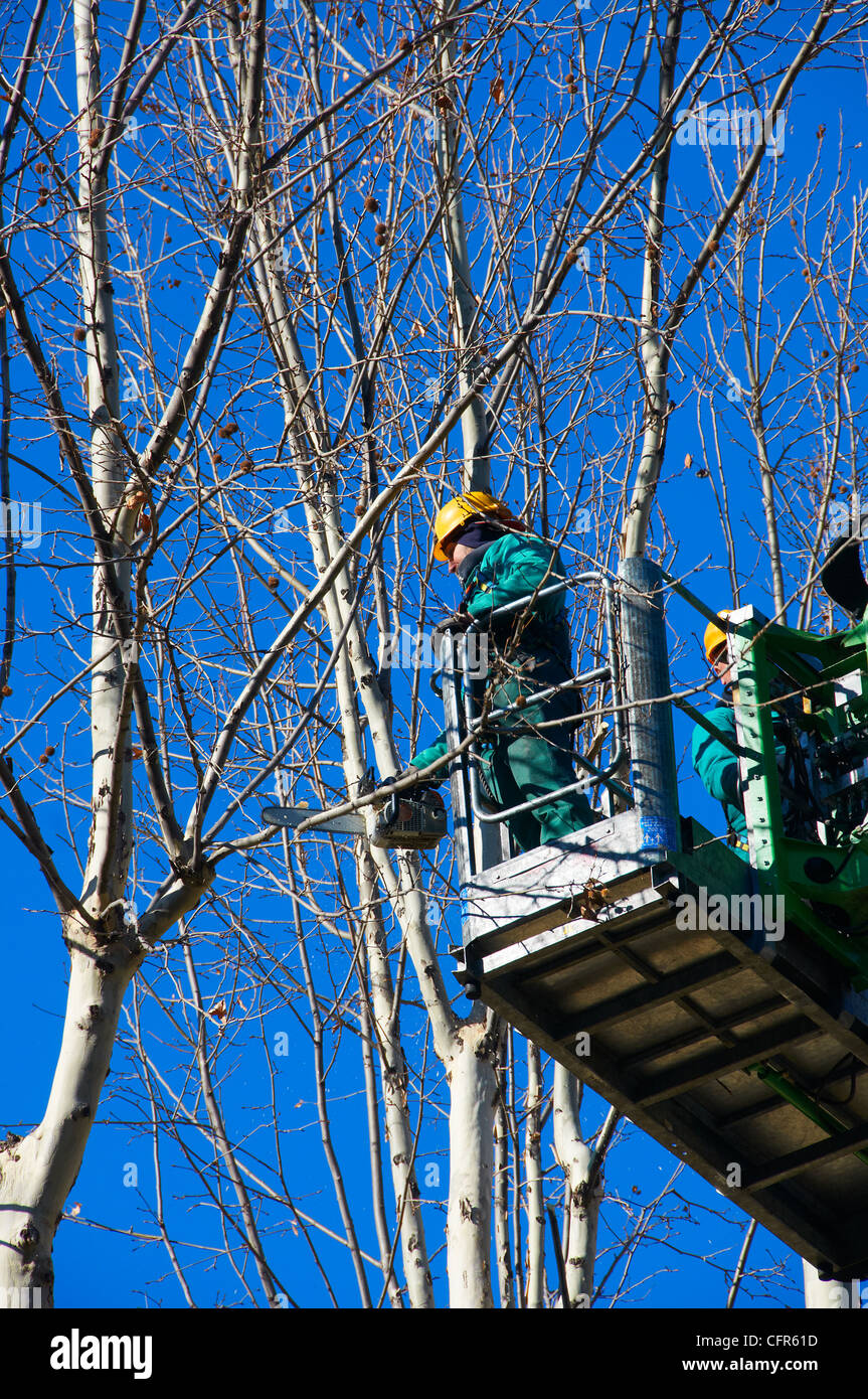 men pruning with a chainsaw Stock Photo Alamy