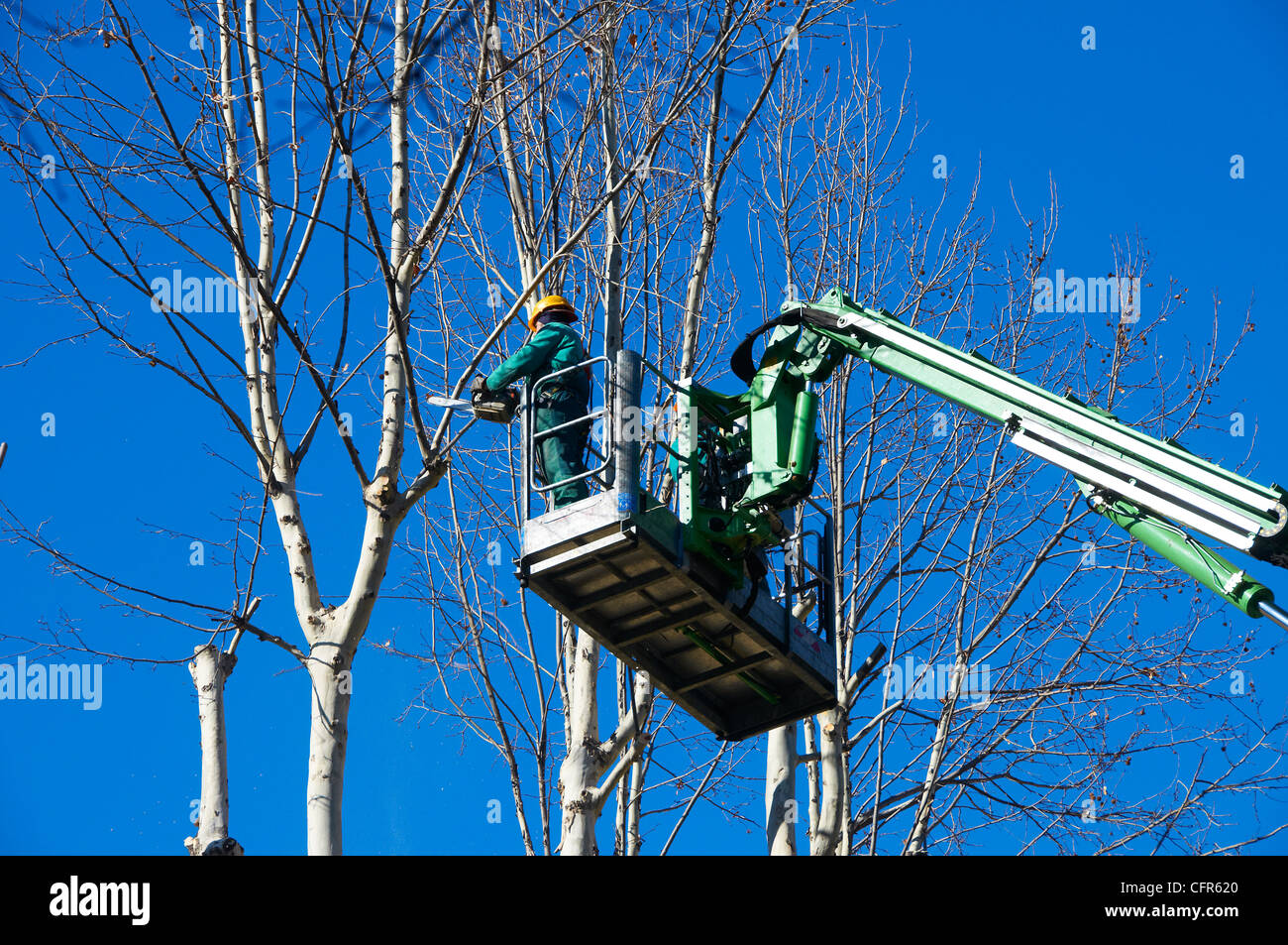men pruning with a chainsaw Stock Photo Alamy