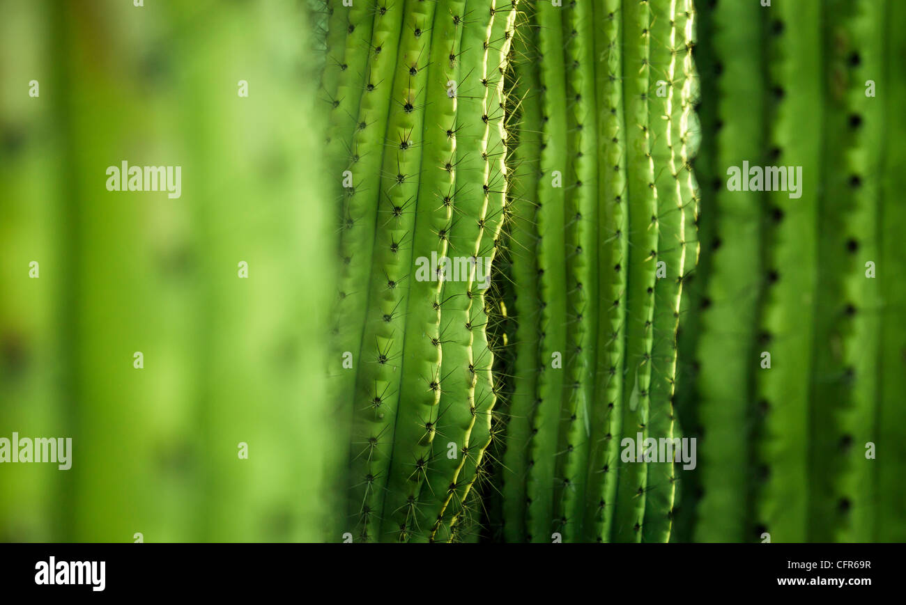 Close-up detail of cactus Stock Photo