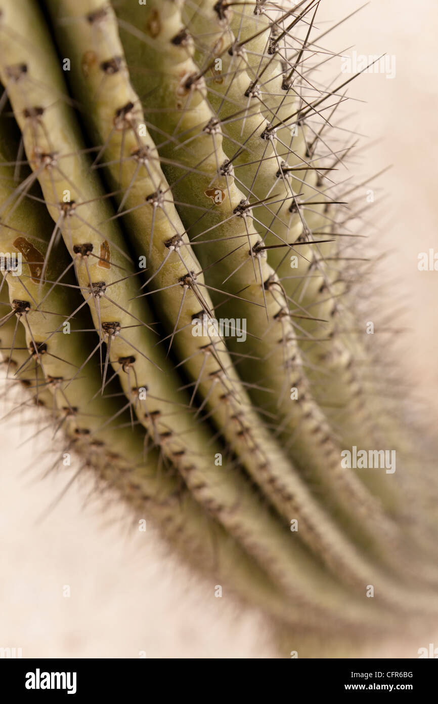Close-up detail of cactus Stock Photo