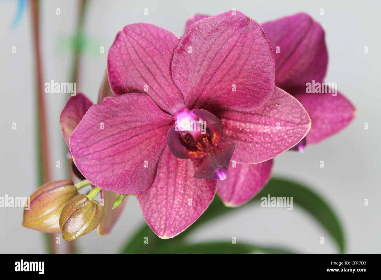 Beautiful Orchid in full bloom Stock Photo Alamy