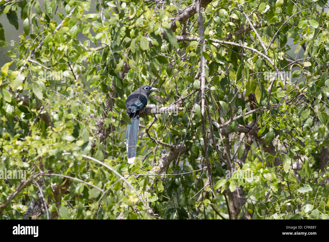 Blue-faced malkoha (Phaenicophaeus viridirostris) at Yala NP, Sri Lanka. Stock Photo