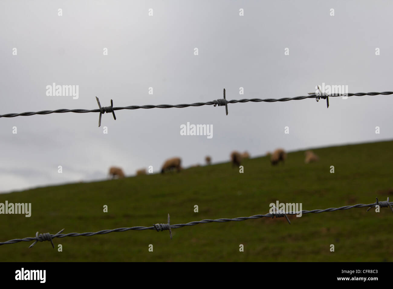 Sheep behind barbed wire Stock Photo Alamy