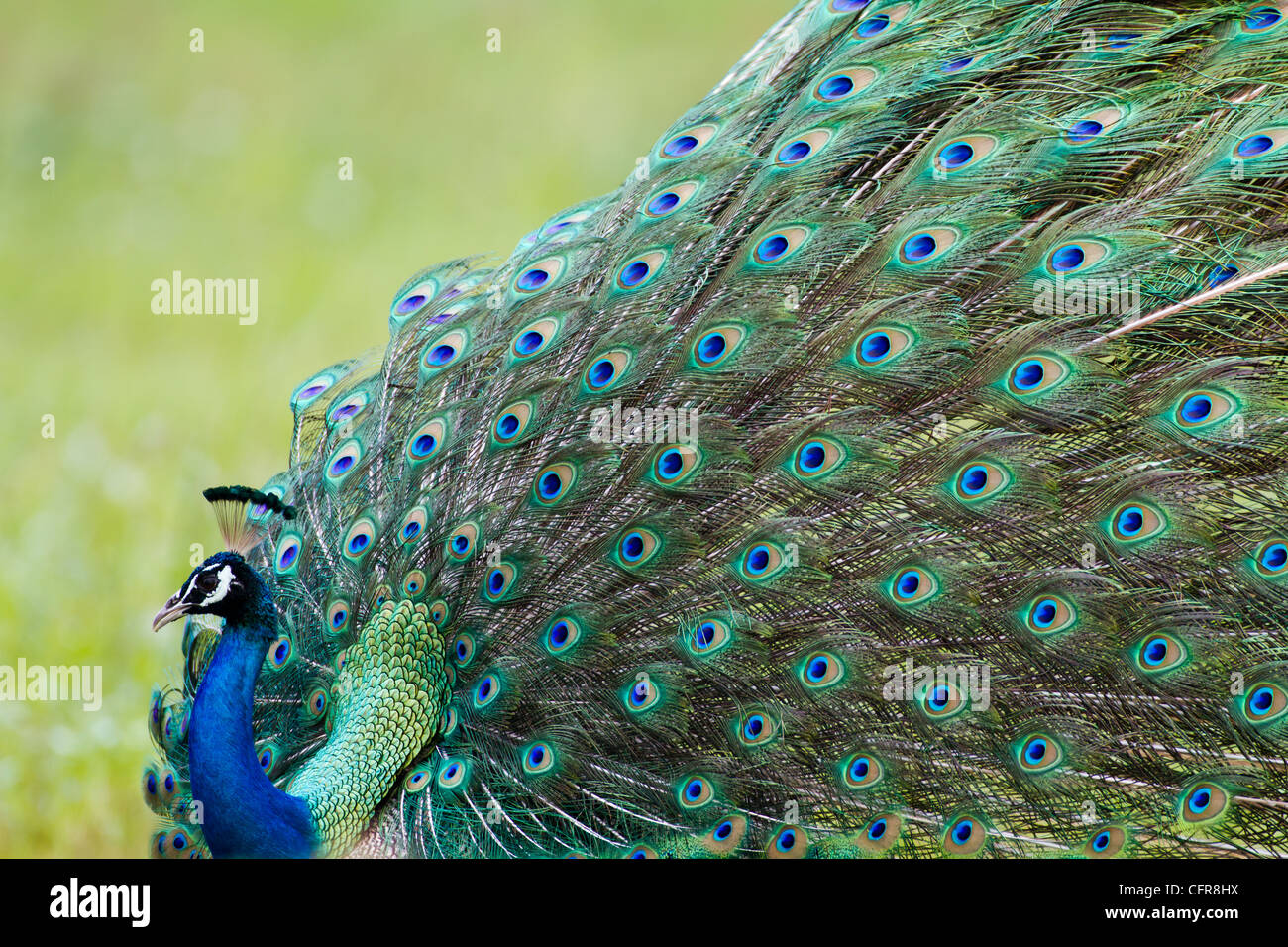 Peacock displaying Stock Photo