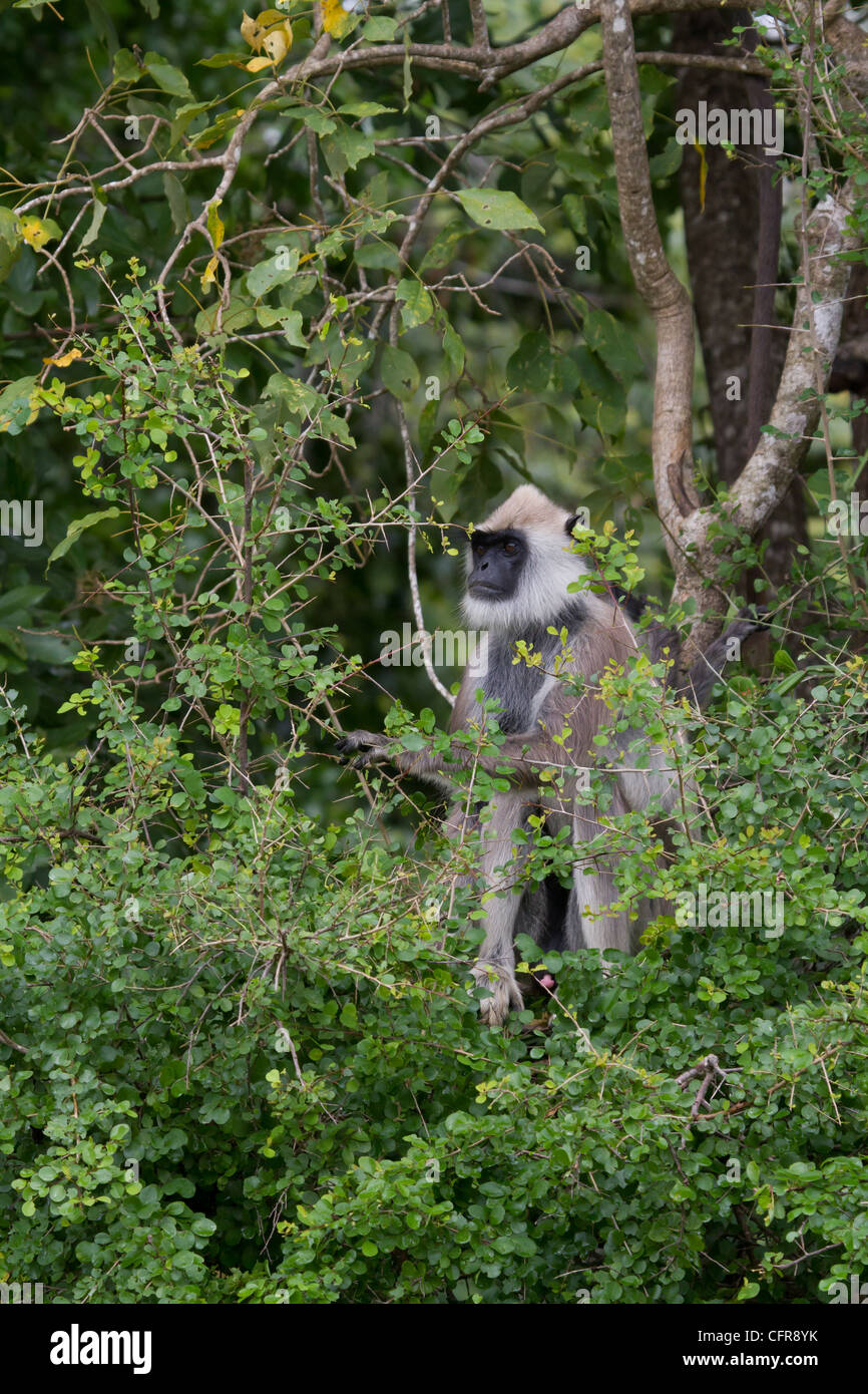 Tufted Gray Langur at Yala NP, Sri Lanka.  (Semnopithecus priam) Stock Photo