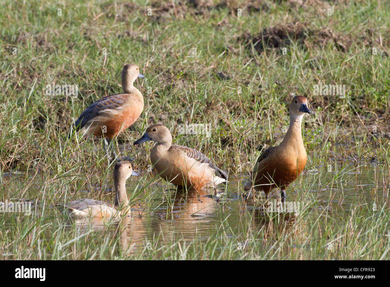 Whistling teal Stock Photo