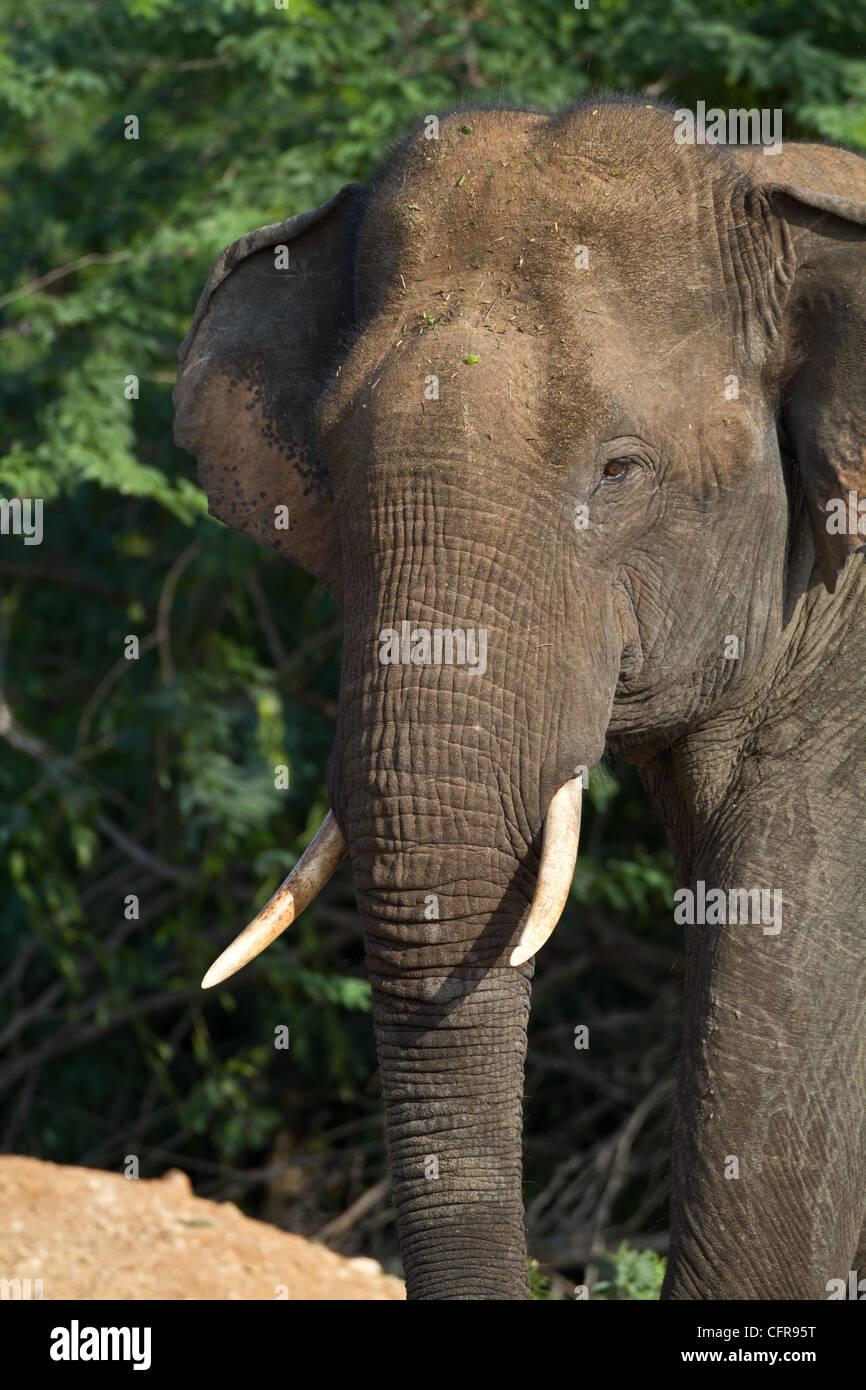 Sri Lanka Asian Elephant Tusker at Bundala NP. Stock Photo