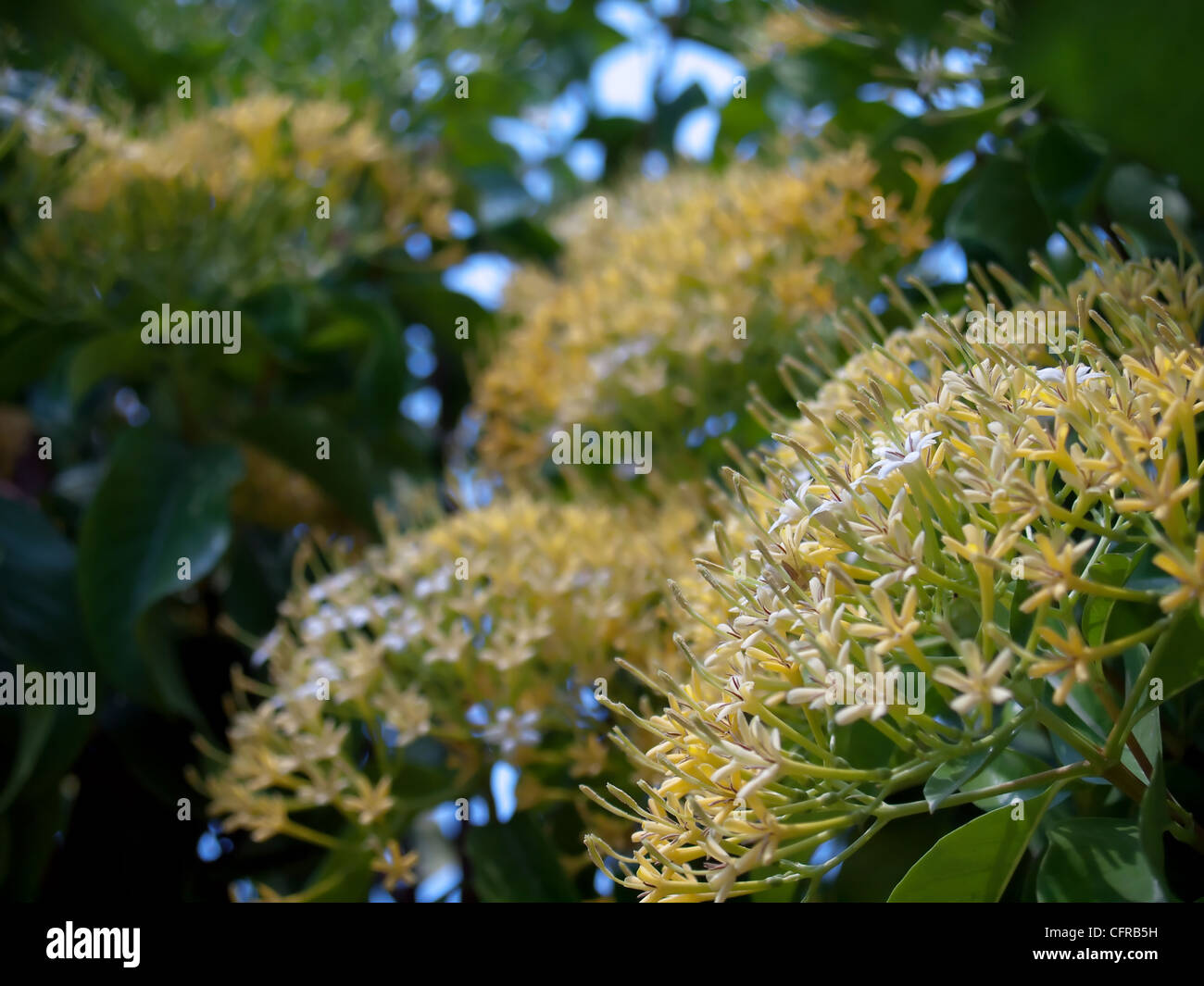 Buah Karang Hutan blossom Stock Photo