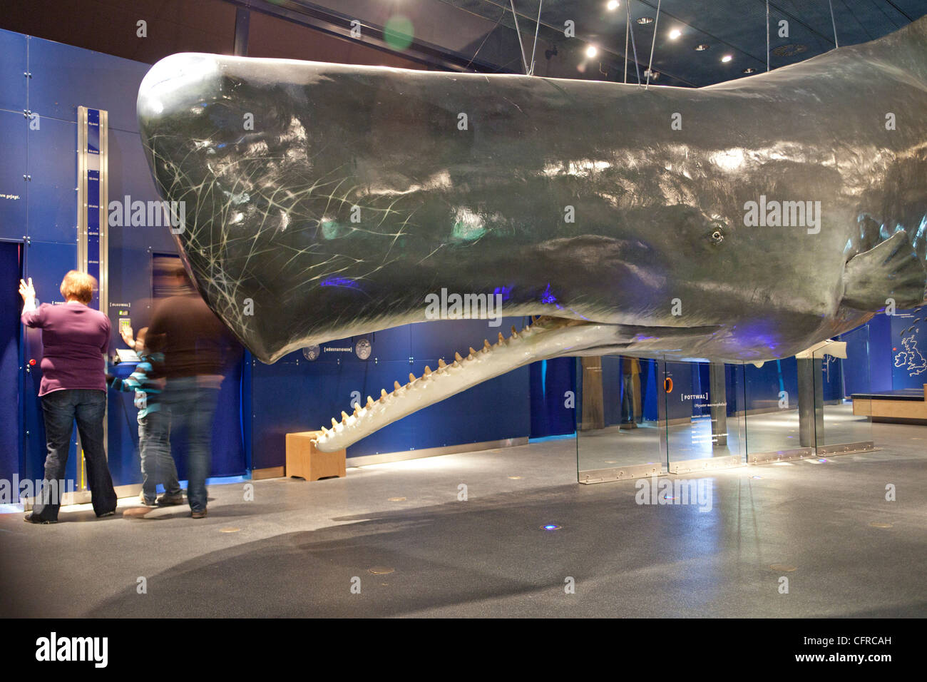 whale at Multimar Wattforum, Toenning, Schleswig-Holstein, Germany ...