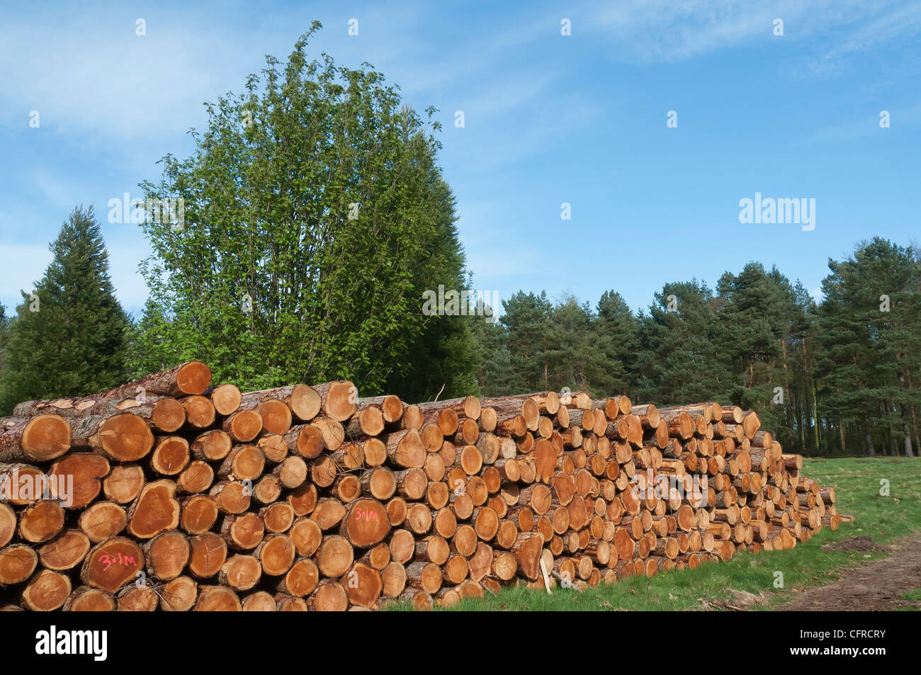 Piles of cut logs from tree felling in a woodland. East Lothian, Scotland. Stock Photo
