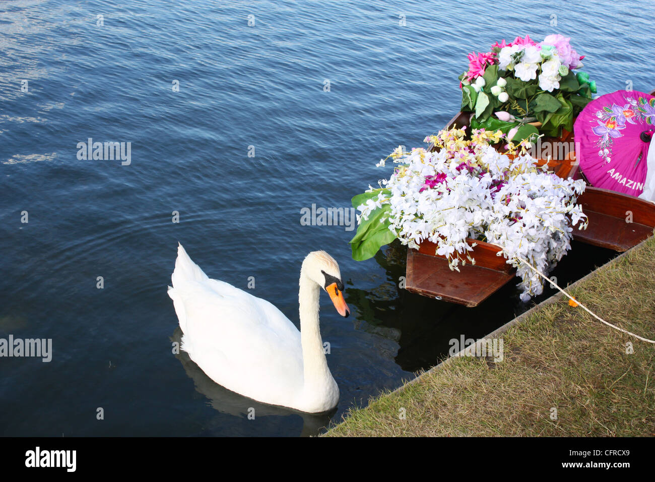 Swan and boats in a lake Stock Photo