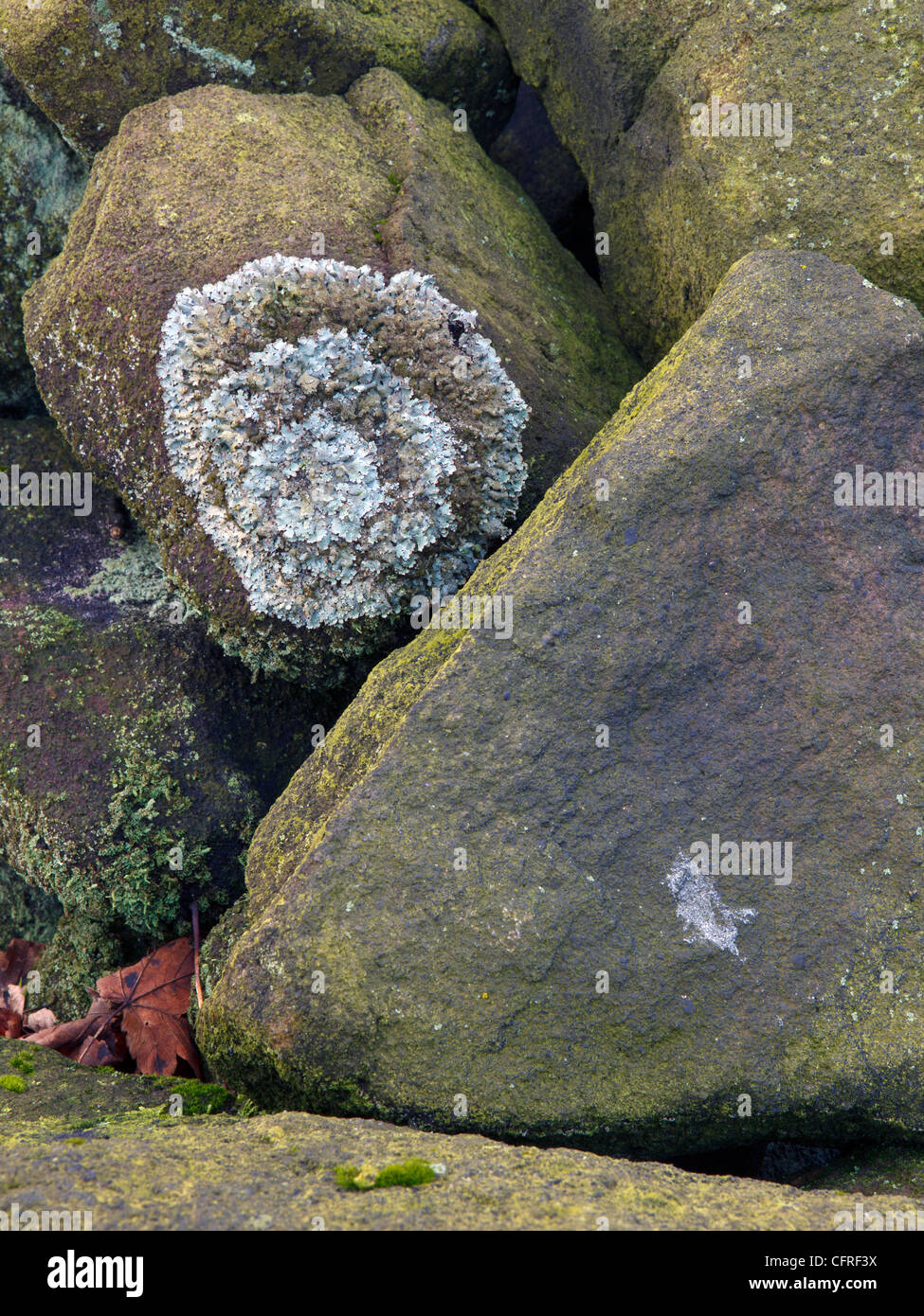 Rocks with Lichen  Mam Tor, Peak District National park Stock Photo