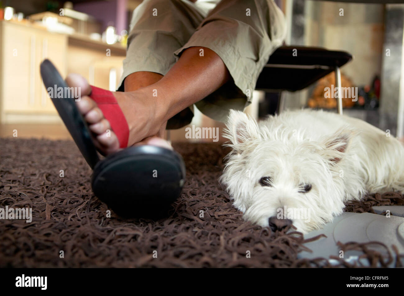 Small Dog Under a Table Stock Photo Alamy