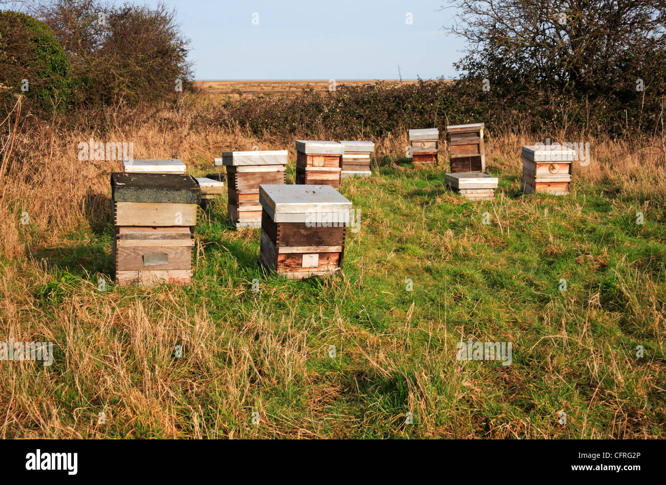 A group of bee hives sited in a field corner by salt marshes at