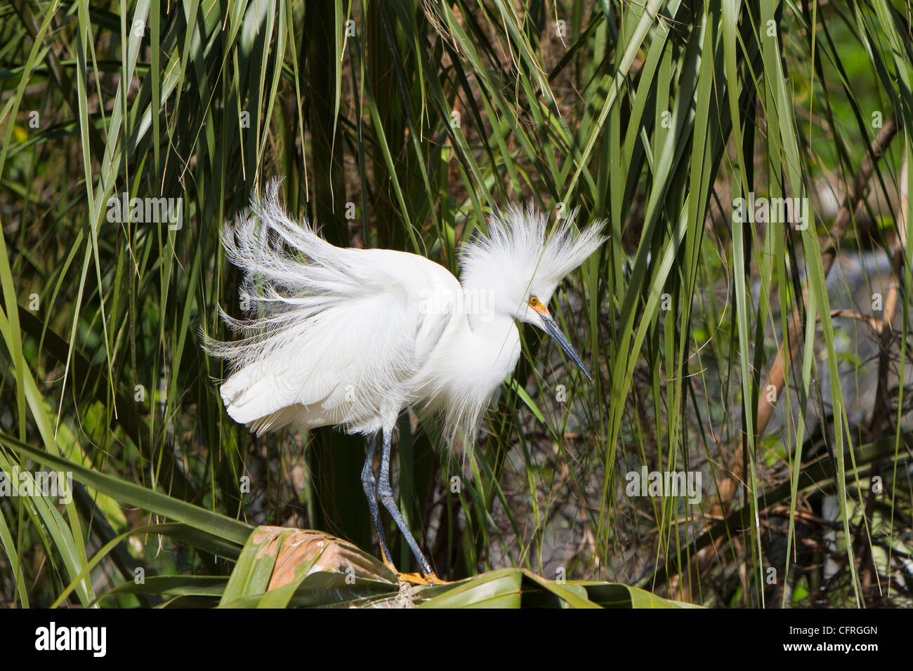 A snowy egret in breeding plumage at the Alligator Farm rookery in St. Augustine, Florida, USA. Stock Photo
