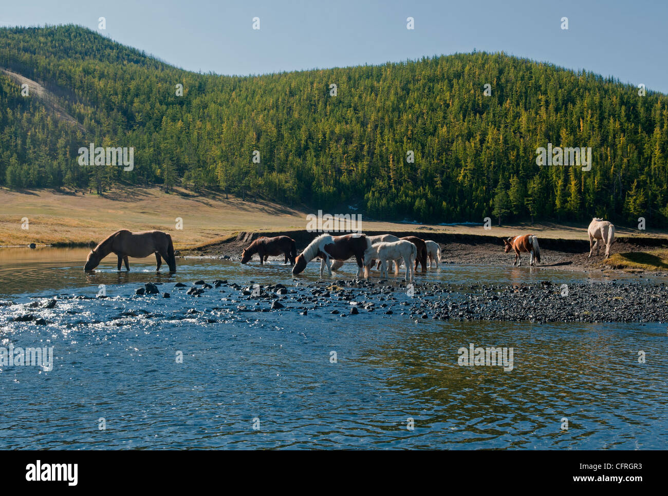 wild horses in the Orkhon River Valley of Central Mongolia Stock Photo ...