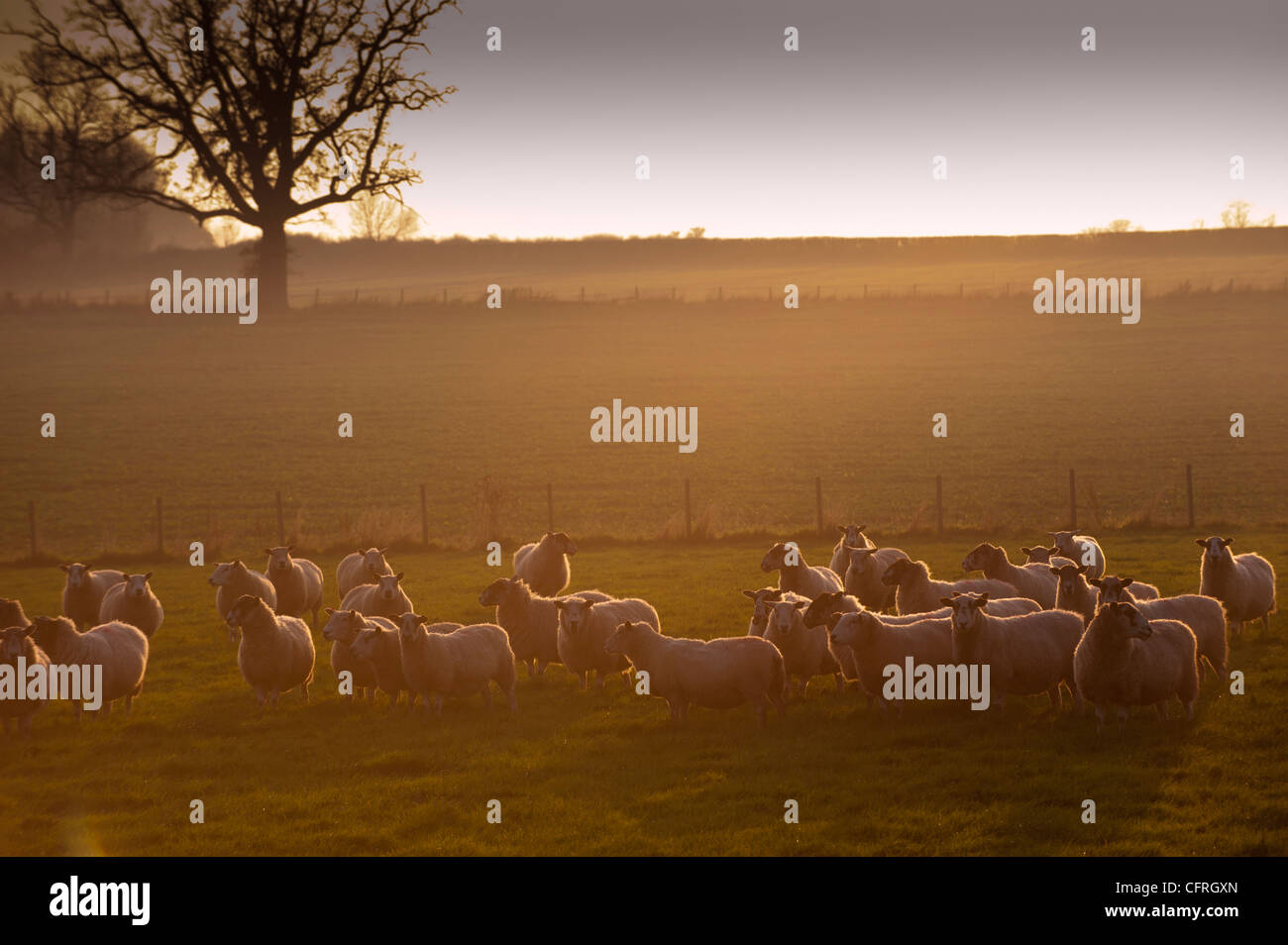 Flock of sheep at winter sunset. Stock Photo