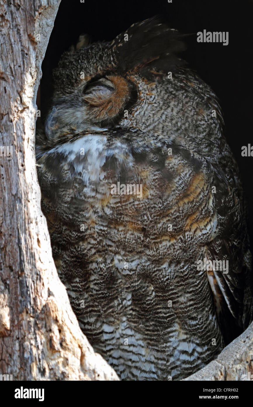 A sleeping Great Horned Owl, Bubo virginianus. Turtleback Zoo, West Orange, New Jersey, USA Stock Photo