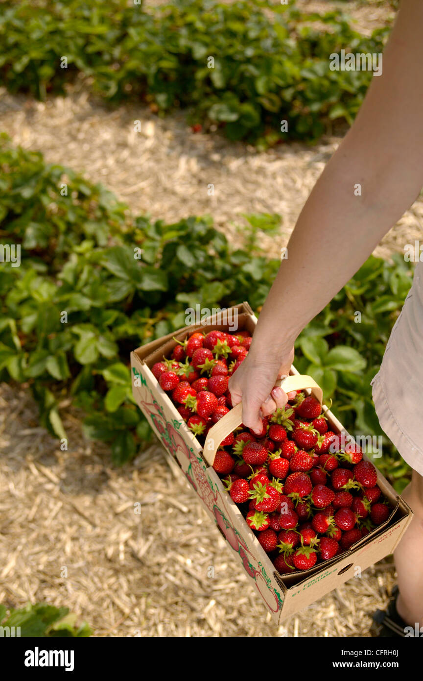 Strawberry Picking, Monteregie, Quebec Stock Photo Alamy
