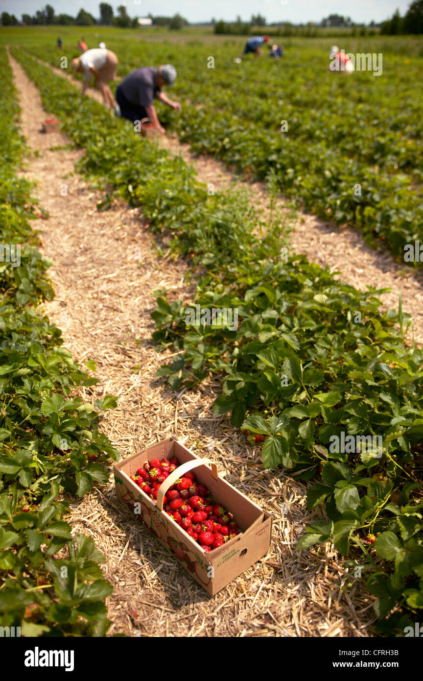 Strawberry Picking, Monteregie, Quebec Stock Photo Alamy