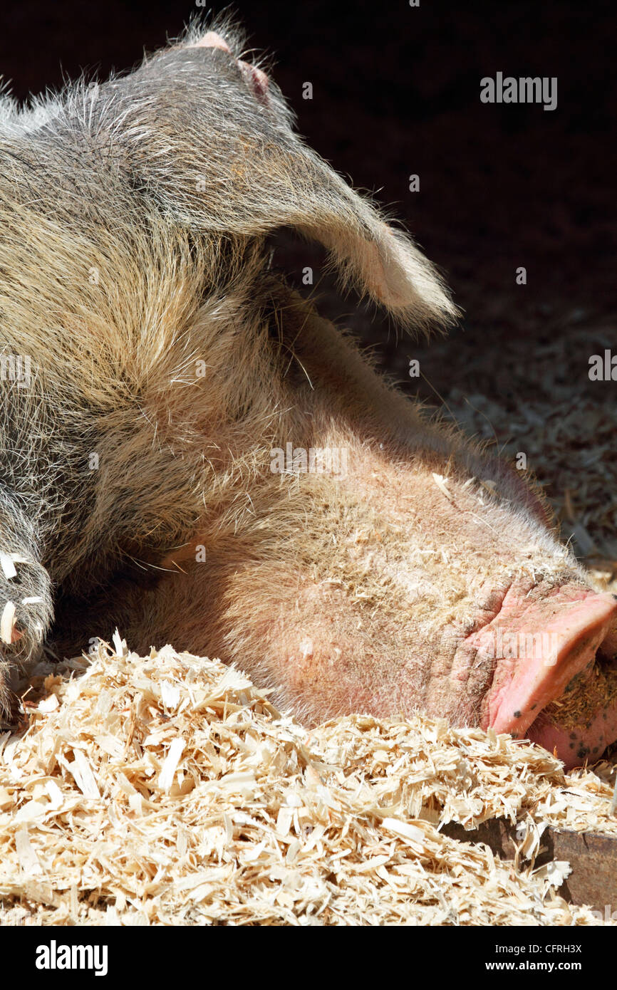 A sleeping pig. Turtleback Zoo, West Orange, New Jersey, USA. Stock Photo