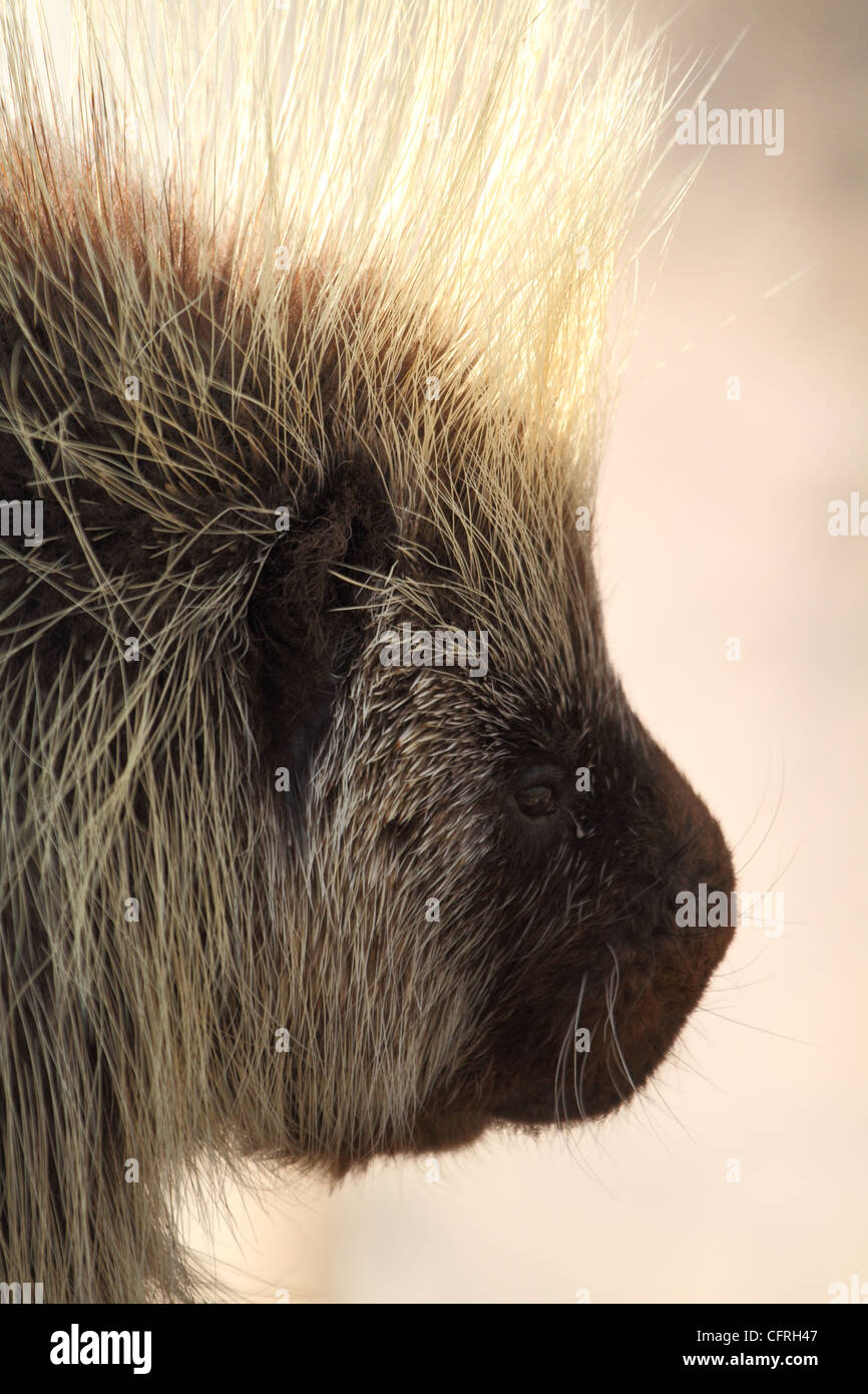 A close-up portrait of a North American Porcupine, Erethizon dorsatum Stock Photo