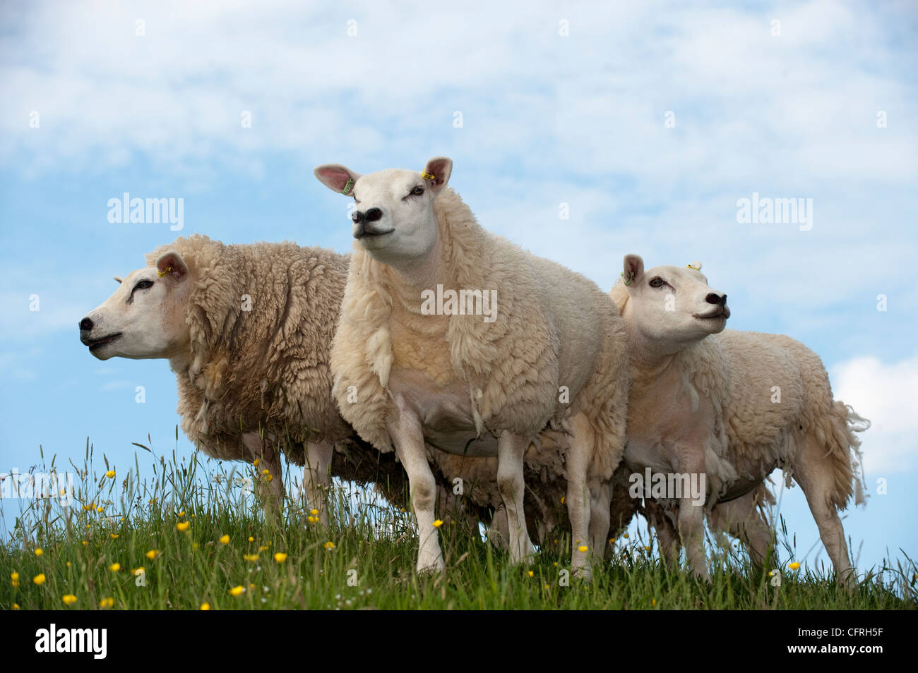 Three Texel sheep atop of a hill in an upland pasture. Early summer Stock Photo
