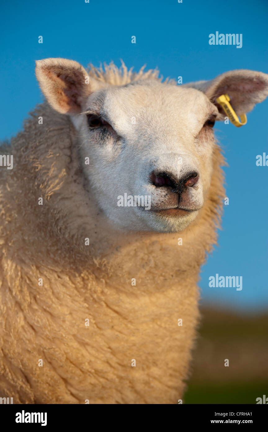 Fat Lamb Images – Browse 8 Stock Photos, Vectors, and Video