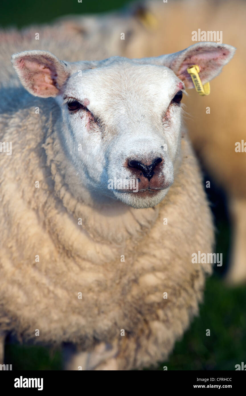 https://c8.alamy.com/comp/CFRHCC/face-of-beltex-crossbred-fat-lambs-in-pasture-CFRHCC.jpg