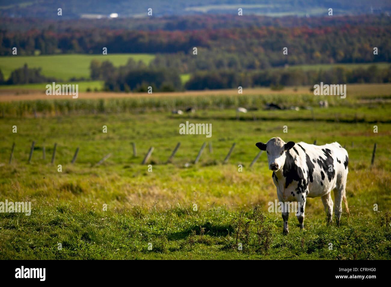 Mauricie bois francs hi-res stock photography and images - Alamy